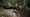 Canadian Boreal Forest Part 1
